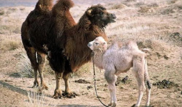 骆驼交配视频,自然繁衍的震撼瞬间